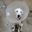 DESPERATE DOGS SPAIN (@0034Fiona) Twitter