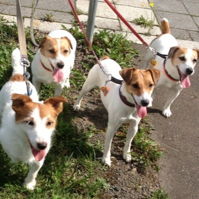 愛犬JRT4匹。2006年5月10日〜2020年9月3日🌈ラッキー。2006年11月28日〜2018年2月10日🌈リン。2008年4月21日生ナミとチャーチャ。