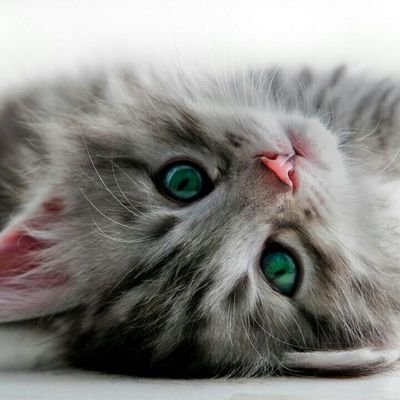 smasapanta's profile picture. 