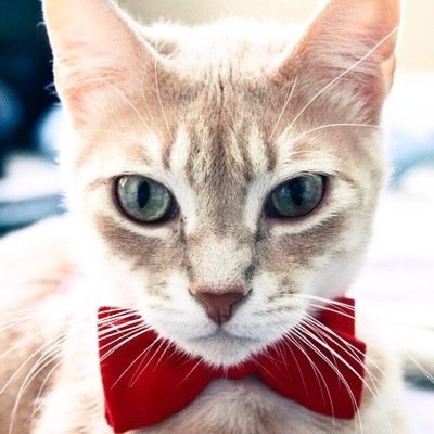 We're a crew of fosters who became forevers faster than you can say #dolovecats. Follow us on IG for your daily dose of smiles + snuggles. @dolovecats