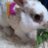 Kooh_Milk's profile image