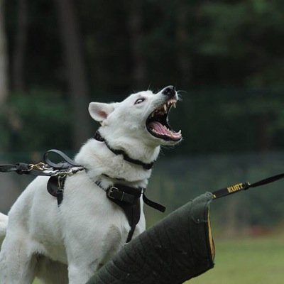 Dog Training — Dog Boarding — Board and Train … … Classic Car Restoration/Auto Collision 732-551-6160
