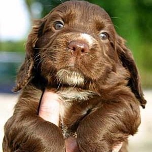 cockerspaniels_'s profile picture. I want to pinch your face off