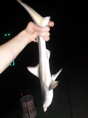 Electriphead's profile picture. I work everyday. I play every night. And I hustle 24/7!