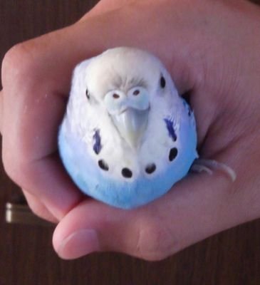 老眼のオバサン。
鶏飼育season2令和6年5月から始める
/インコのぽんちゃん、メダカ、亀/
好きな事→ライブ、手芸、DIY、園芸