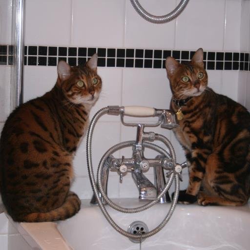 antoniagj13's profile picture. Artist, swimmer and waterpolo, humanist