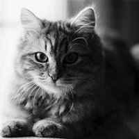 にゃおこみらい (@futamylove) 's Twitter Profile Photo