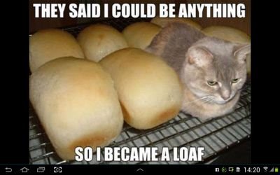 RileyTyrrell's profile picture. Riley is a girl from whyalla and is caring for animals in her own way she has 1 cat that I rescued from the bush after she was bogged at 8 mile creek she also h