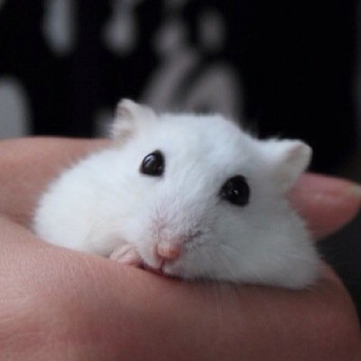 DCreamSoda's profile picture. mostly Overwatch/Critical Role related content pid=3775539