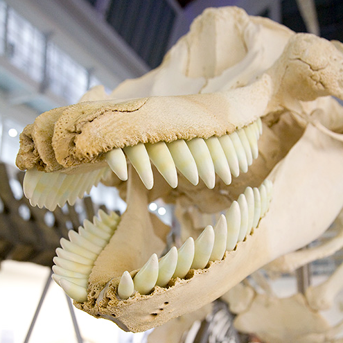 Zoologisches Museum Profile