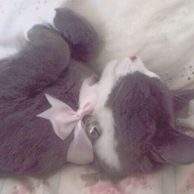 kittypawsxox's profile picture. 