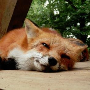 元SIT術科 元FUN知シス
メインアカ⇒ vulpini_foxtail 社会人になり守銭奴となりました。お金が必要なんです。3DSフレコ【4227-1842-4469】