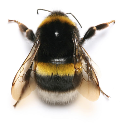 helpourbees's profile picture. A summer project to teach our children (aged 7 and 9) about the importance of bees, the problems they are facing and how to help them. Please tweet us!