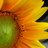 NaturesAllure's profile image