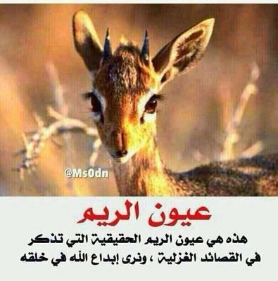 Lmoobl's profile picture. لايوجد حب اصدق واوفى واعدل من حب الله ورسوله اللهم انا نسالك رضاك والجنه