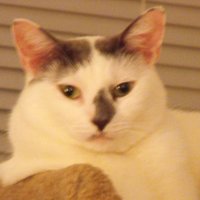 gracie chow (@chowgracie) 's Twitter Profile