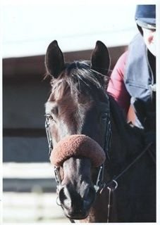 Twitter account of the charismatic enigma that is Baby Daly, part of Team Bailey. Ridden by @sarah_c3980, photographic muse of @wellsyg. Back in the game!