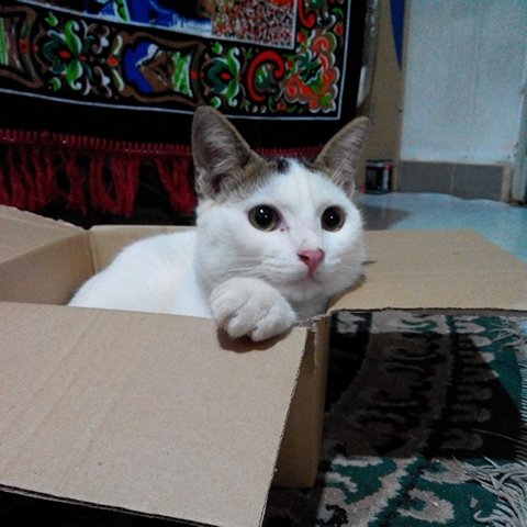 nadHadi93's profile picture. full time muslim :)