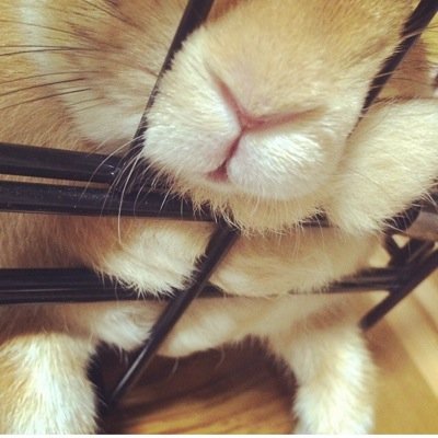 yuuuuuukr's profile picture. うさぎあれるぎー