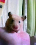 好奇心旺盛なオッサンです。スポーツにアウトドア活動、動物好き、小難しいことにまで首を突っ込みたくなるしょーもない性格ですが気になったらいつでもお声掛けください。