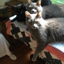 Barbara Futter - @befuttet - Twitter