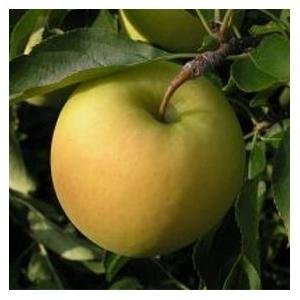 Cultivos propios. Nuestra especialidad es la Pera Ercolini, Pera Blanquilla, Pera de Roma, Pera Conferencia, Manzana Golden y Reineta.