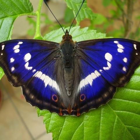 devon butterflies