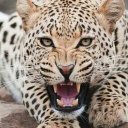 David Gioe - @GioeDavid - Twitter