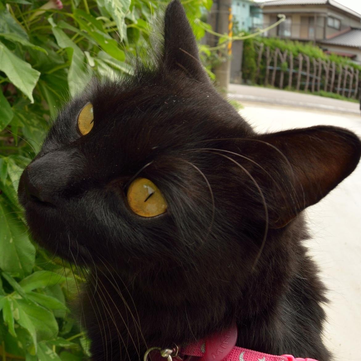 kobababaさんのプロフィール画像