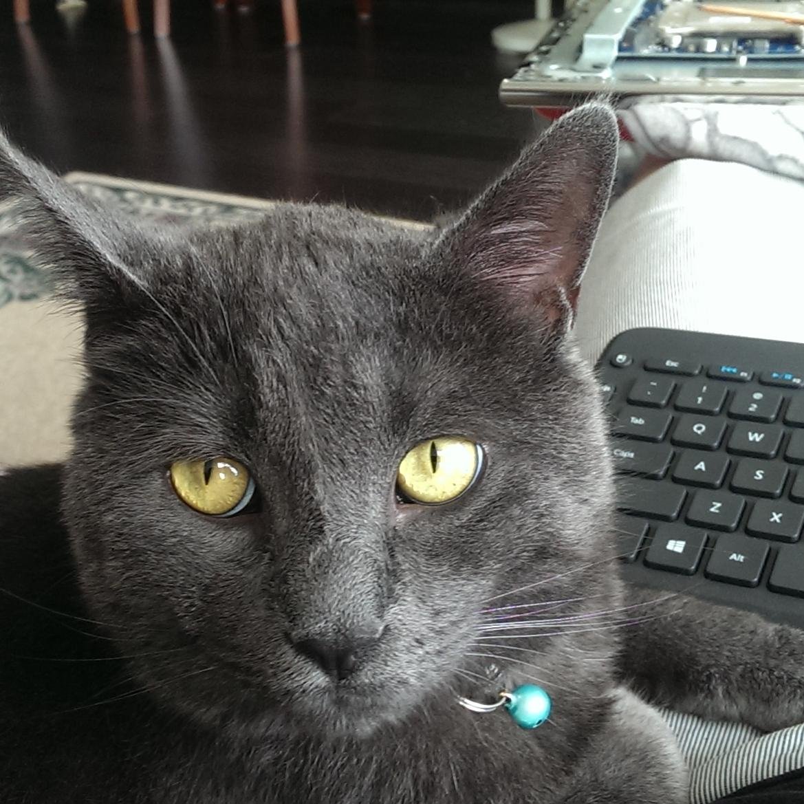 scdolphingrey's profile picture. 