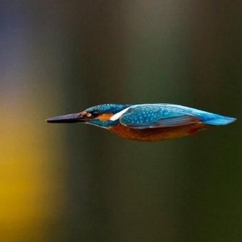 vvannddall's profile picture. Адвокат