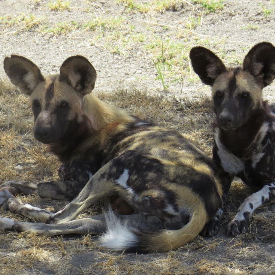Have traveled to sub-saharan Africa over 100 times teaching the history of conservation and natural history