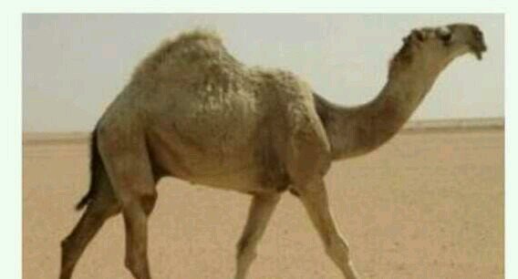 اللهم صلي على سيدنا ونبينا محمد عليه افضل الصلاةواتم التسليم