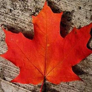 JoeDLowell's profile picture. 