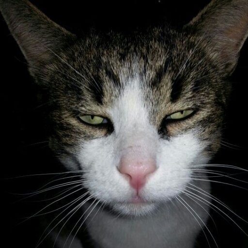 luettelara's profile picture. Das Reh springt hoch, das Reh springt weit - warum auch nicht? Es hat ja Zeit!