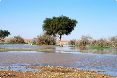 mm5550008's profile picture. الحمدالله على كل الحال