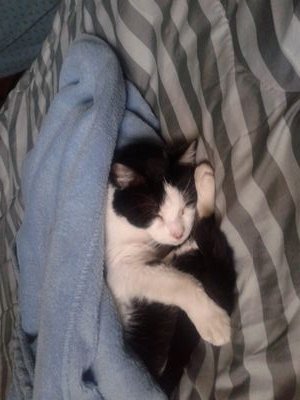 pagina oficial de una verdadera ANIMALISTA. prefiero que me sigan personas que aman los animales no me importa tener pocos seguidores pero que sean reales