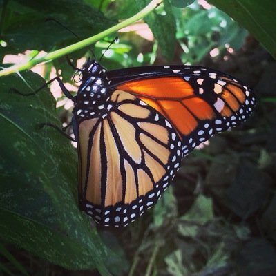 Monarch Waystation 5297 Planting milkweed, raising monarch cats, pollinator conservation/awareness #monarchbutterflies #protectpollinators