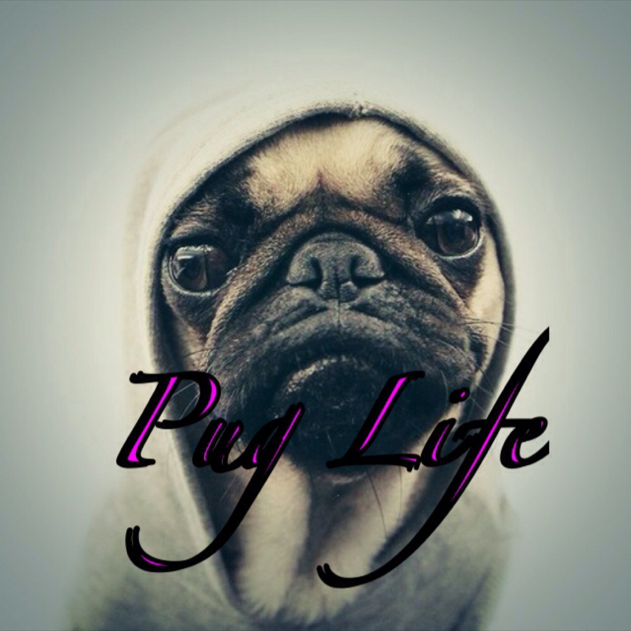 iPugLife's profile picture. Im just an ordinary Pug livin the PugLife