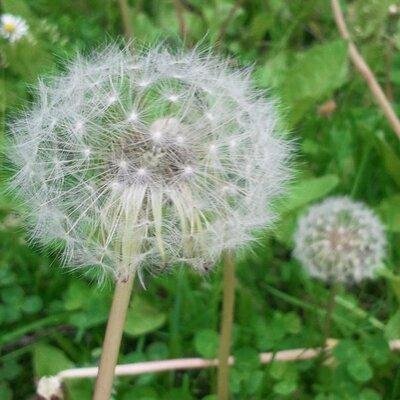 Wildflower ID Profile