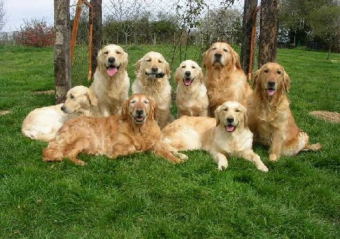 La residència canina TOT MASCOTES neix de l’amor del seus fundadors per els animals.  Coneixedors que mai és agradable deixar els nostres gossos