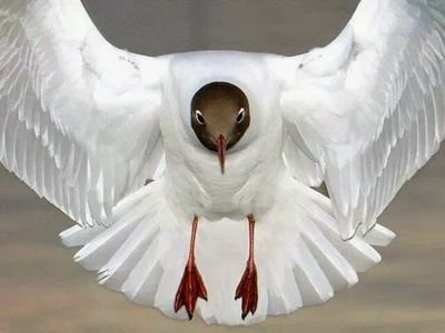 amjadhussain692's profile picture. save