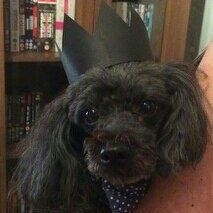Hi, I'm His Royal Dogness Ozzy; a toy poodle. Join me and my wise deliberations on poodle life