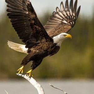 Nfldander's profile picture. 