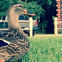 Taryn Rogers - @ready_set_roll - Twitter