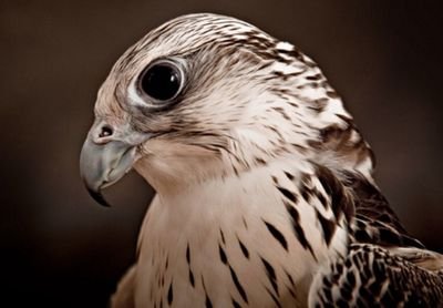 ABKulaib's profile picture. لا اله إلا انت سبحانك اني كنت من الظالمين