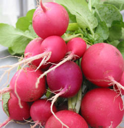 MSU_SOF's profile picture. News and updates on the MSU Student Organic Farm, teaching future farmers to grow year-round for local markets in our 9 month Organic Farmer Training Program.