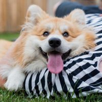 Marcel Le Corgi (@lecorgi) 's Twitter Profile