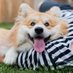 Marcel Le Corgi (@lecorgi) Twitter profile photo Marcel Le Corgi (@lecorgi) Twitter profile photo