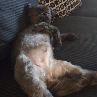 Tony Tran (@xtonytran) 's Twitter Profile